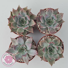 Load image into Gallery viewer, Echeveria Red Madiba - John & Norma's Succulents