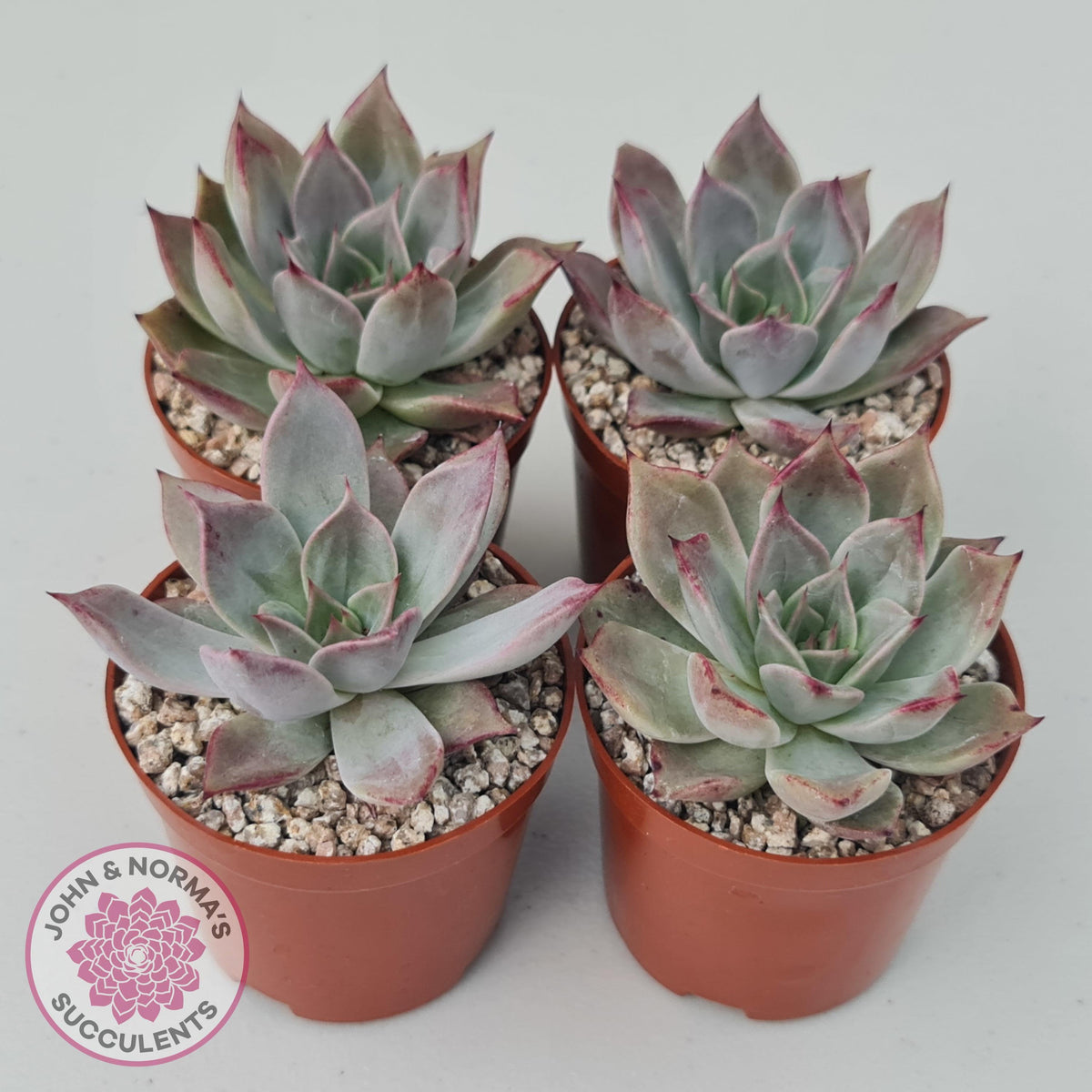 Echeveria Red Madiba