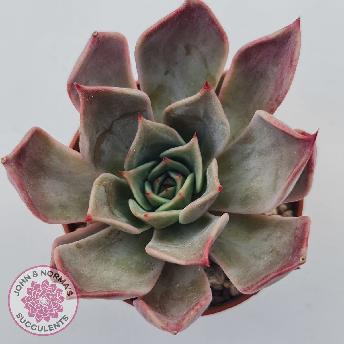 Echeveria Red Madiba
