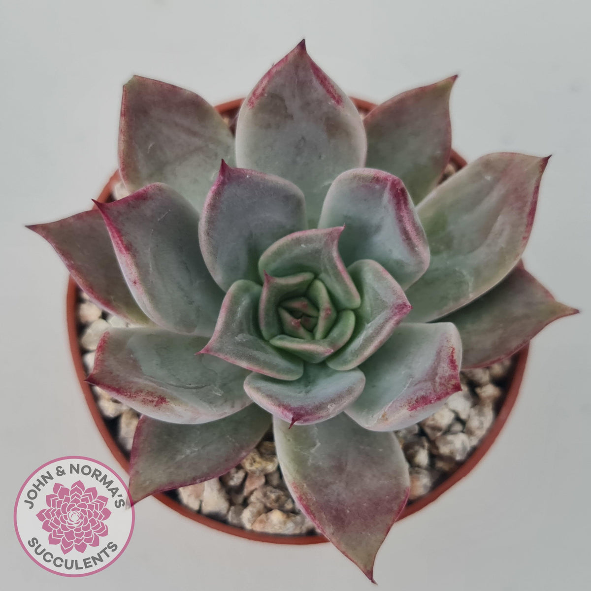 Echeveria Red Madiba