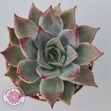 Load image into Gallery viewer, Echeveria Red Madiba - John & Norma's Succulents
