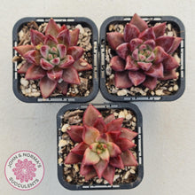 Load image into Gallery viewer, Echeveria Red Psyche - John & Norma's Succulents
