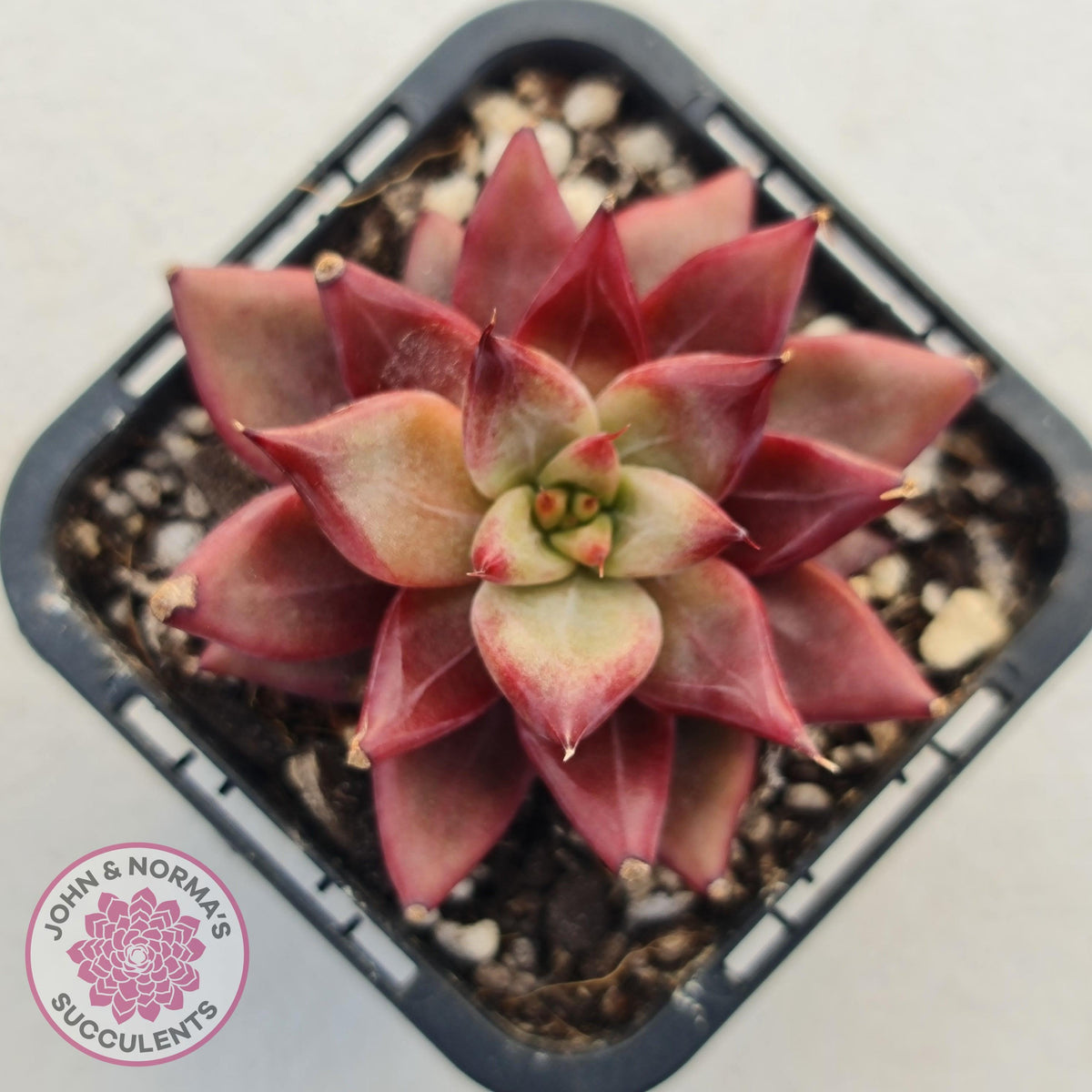 Echeveria Red Psyche