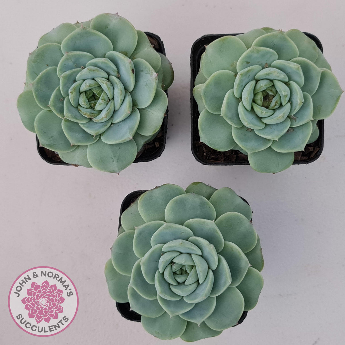 Echeveria 'Red Velvet'