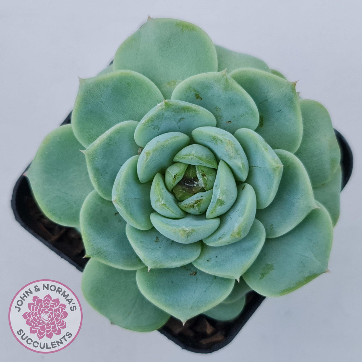 Echeveria 'Red Velvet'
