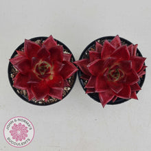 Load image into Gallery viewer, Echeveria Agavoides Romeo Rubin - Large - John & Norma's Succulents