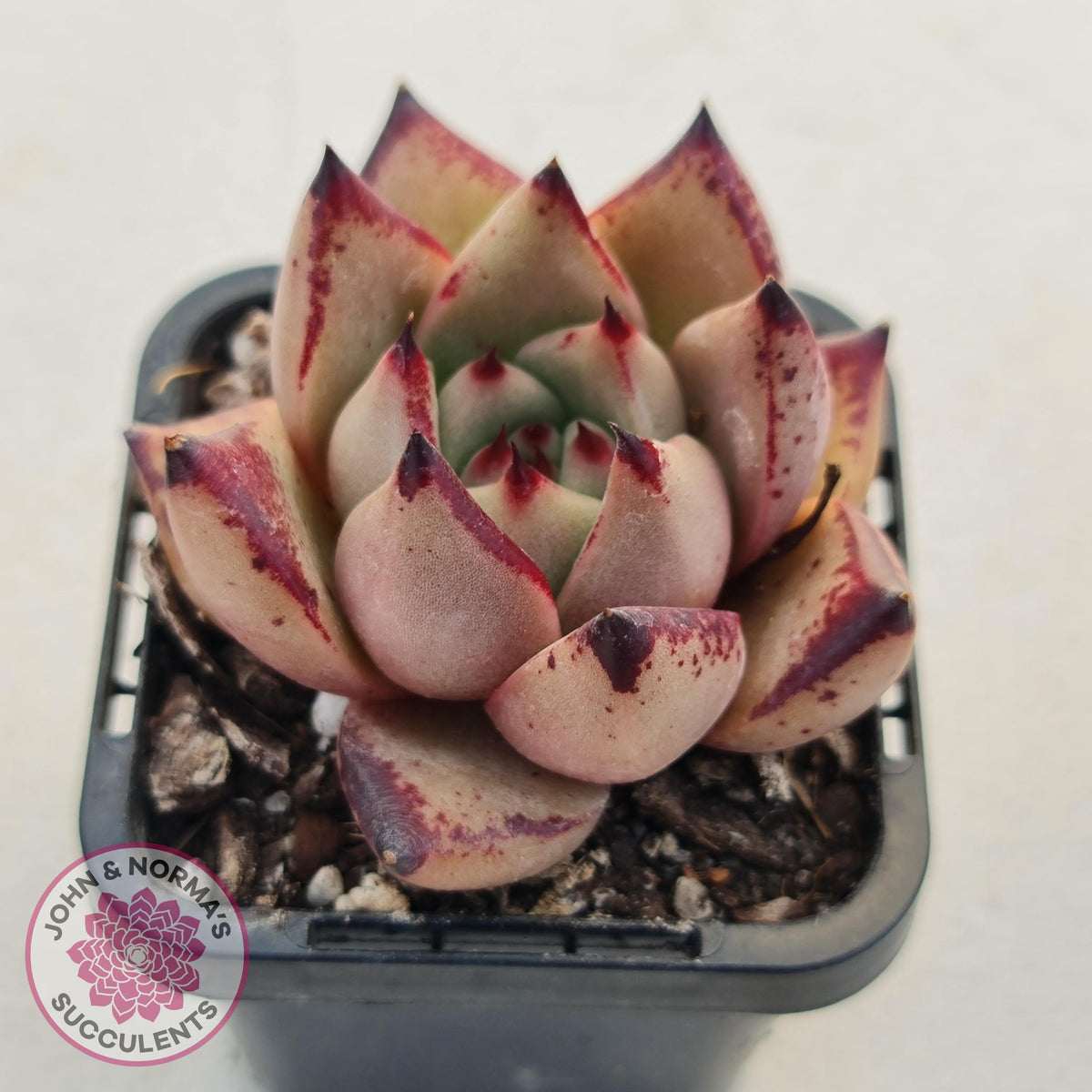 Echeveria Agavoides Romeo