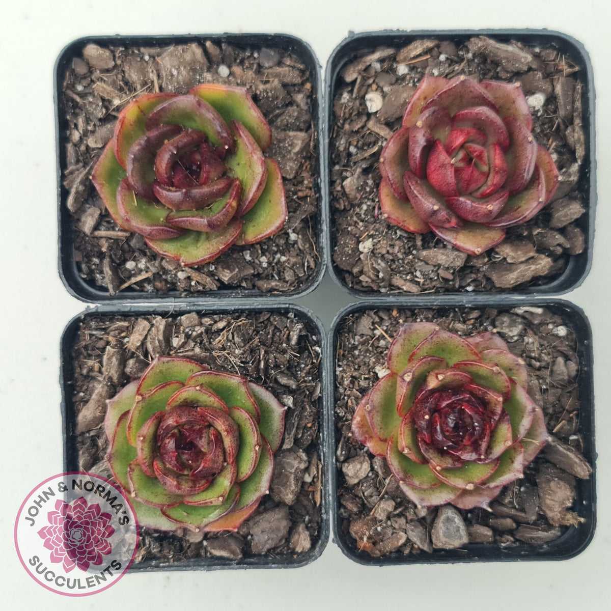 Echeveria Rosy Rose