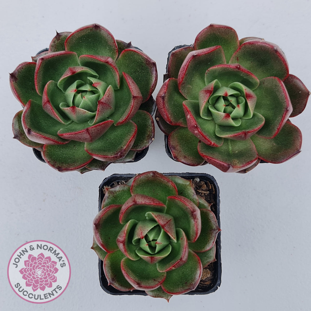 Echeveria Rosy Rose