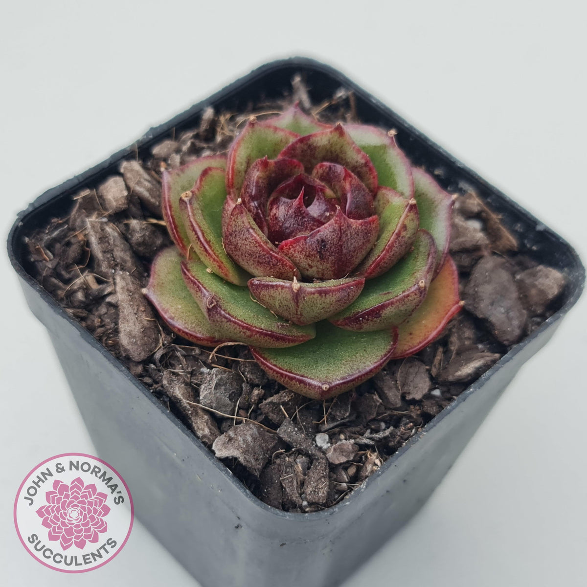 Echeveria Rosy Rose