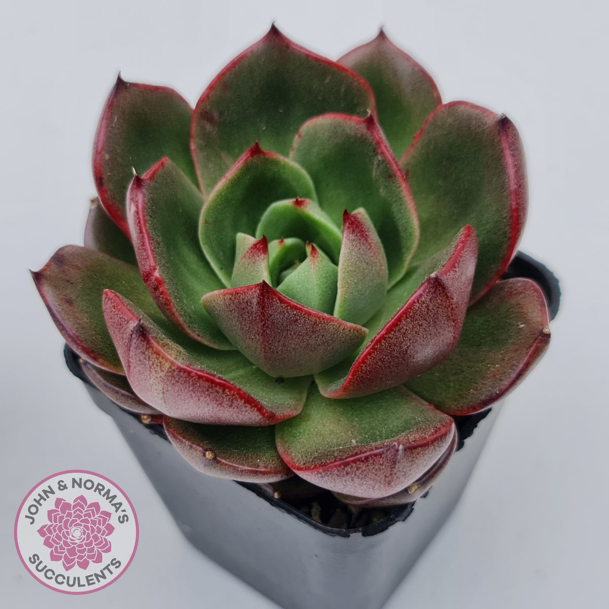 Echeveria Rosy Rose