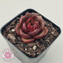 Load image into Gallery viewer, Echeveria Rosy Rose - John & Norma's Succulents