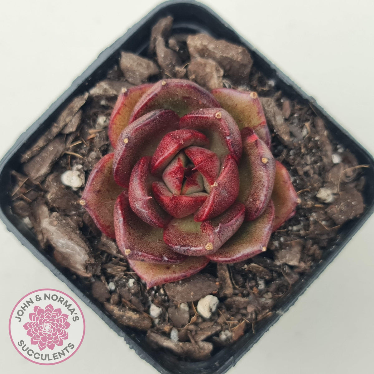 Echeveria Rosy Rose