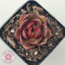 Load image into Gallery viewer, Echeveria Rosy Rose - John & Norma's Succulents