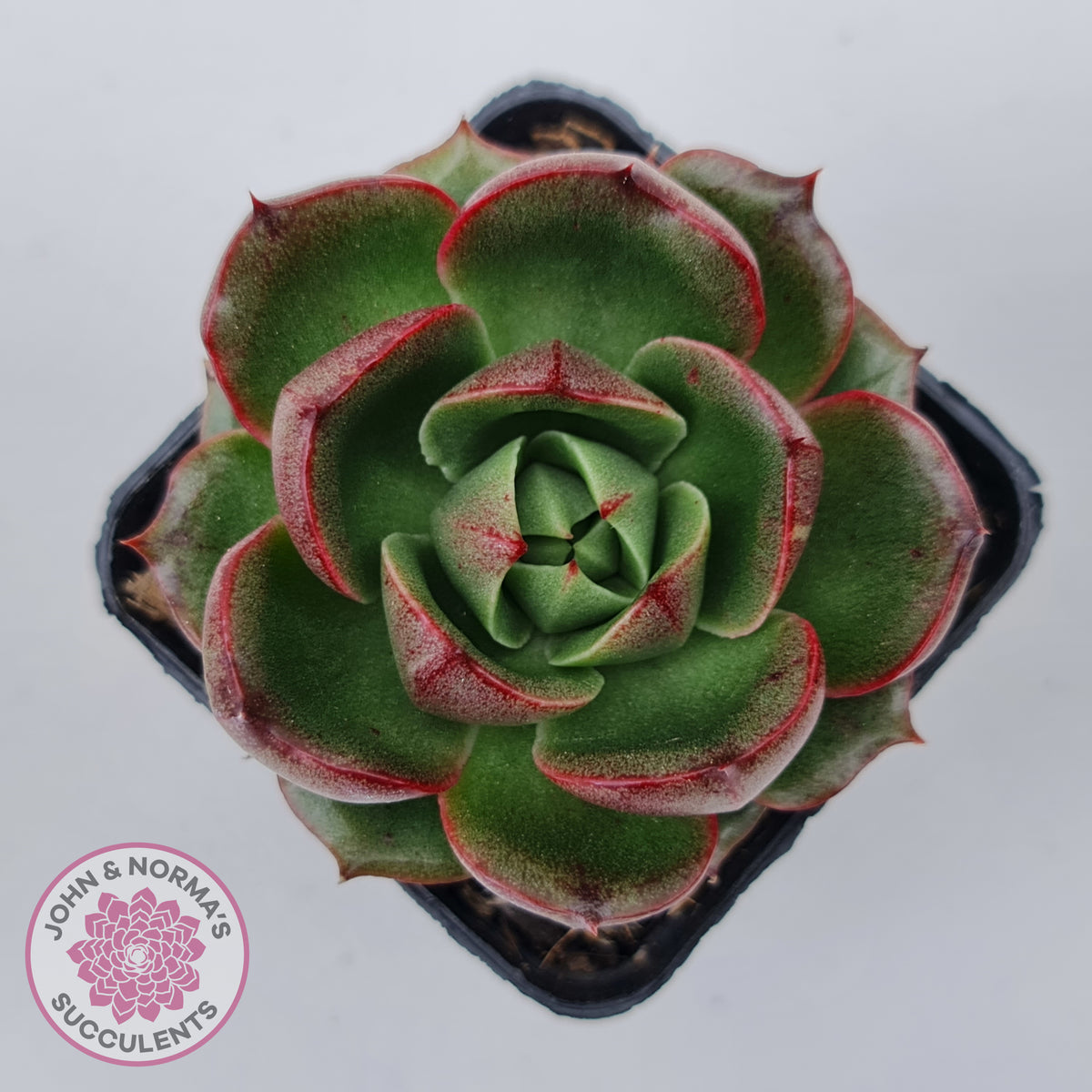 Echeveria Rosy Rose