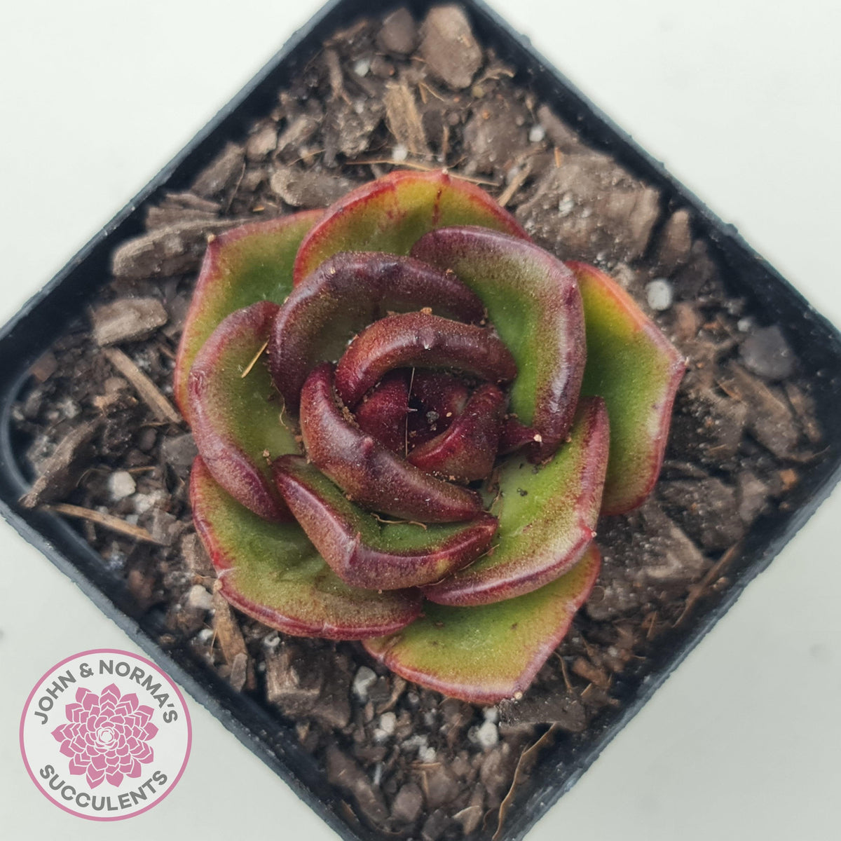 Echeveria Rosy Rose