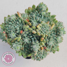 Load image into Gallery viewer, Echeveria Rundelli - John & Norma's Succulents