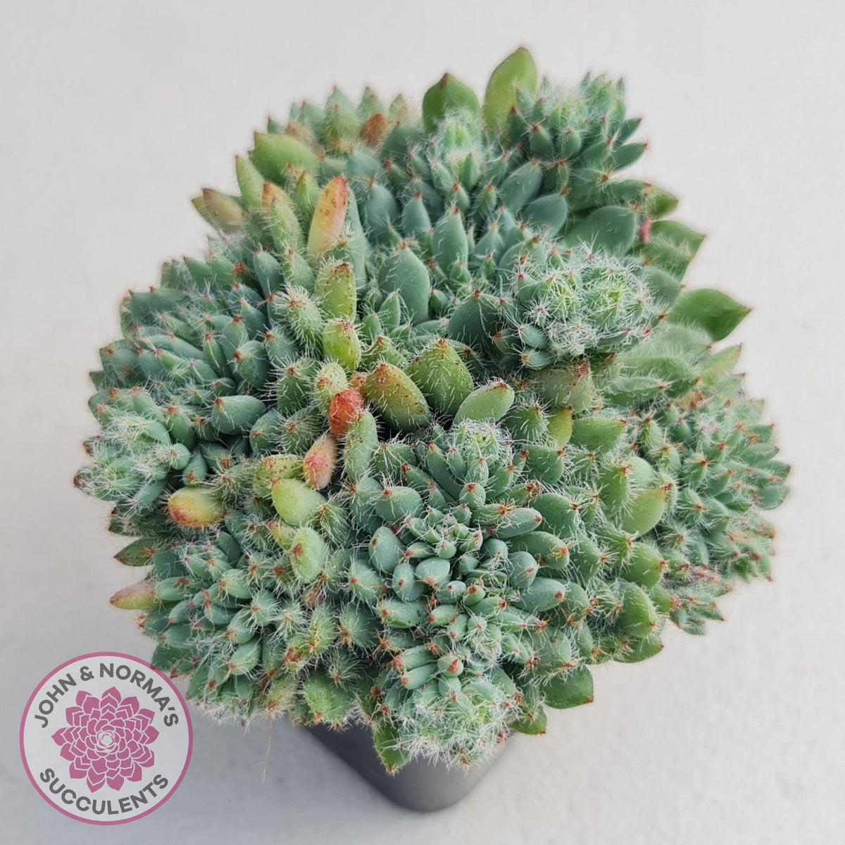 Echeveria Rundelli