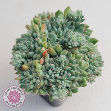 Load image into Gallery viewer, Echeveria Rundelli - John & Norma's Succulents