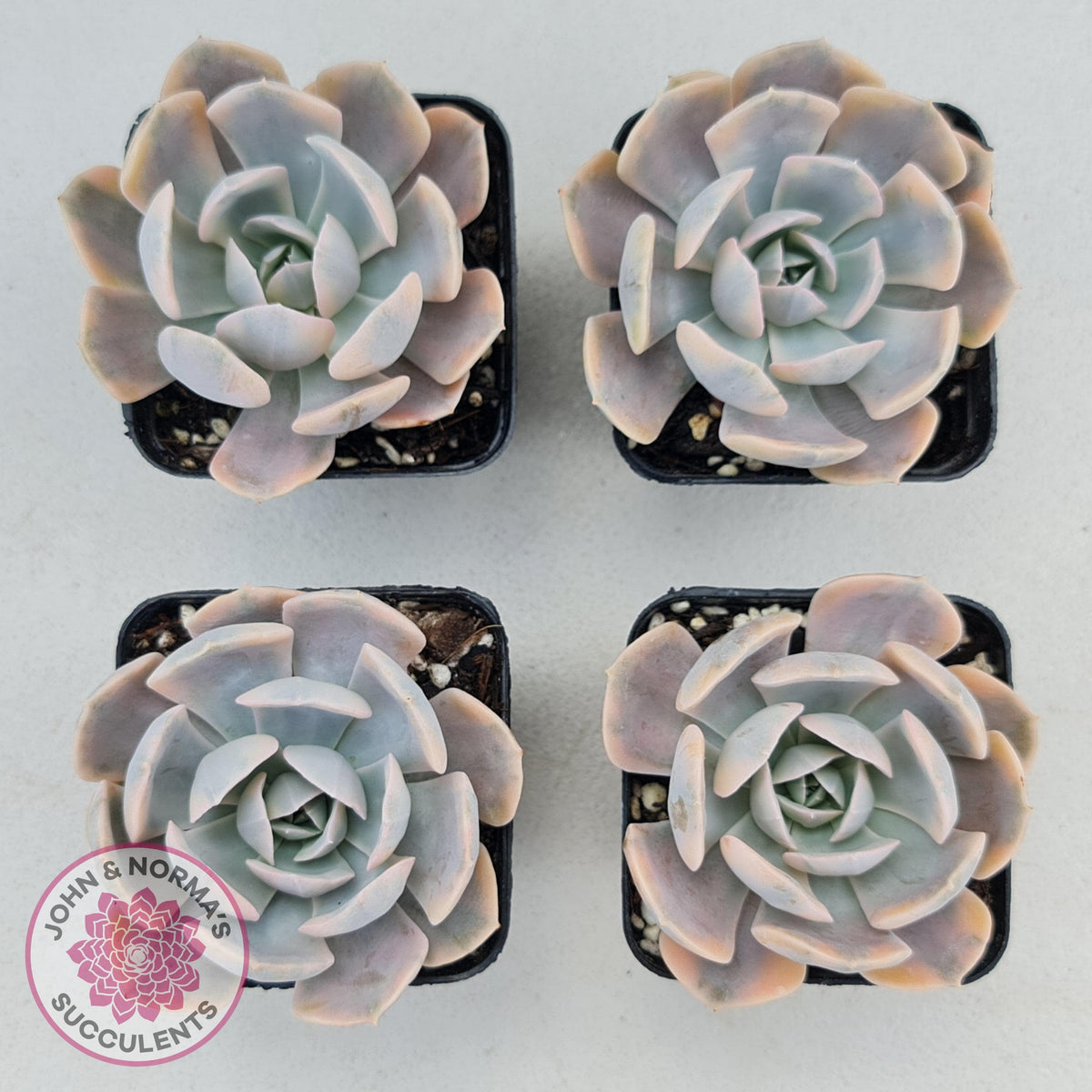 Echeveria Runyonii Variegated