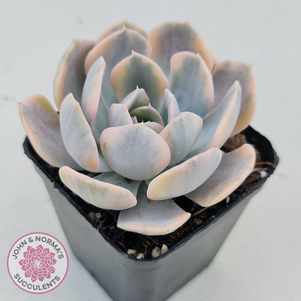 Echeveria Runyonii Variegated