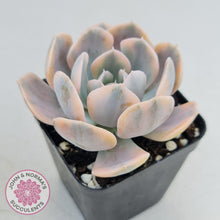 Load image into Gallery viewer, Echeveria Runyonii Variegated - John & Norma's Succulents