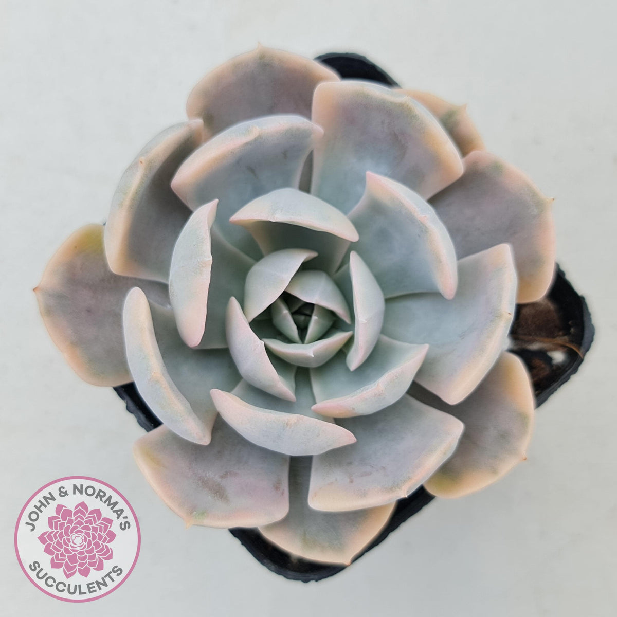 Echeveria Runyonii Variegated