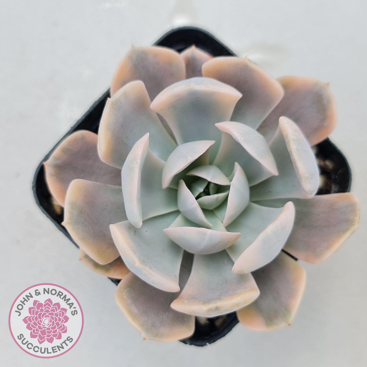 Echeveria Runyonii Variegated
