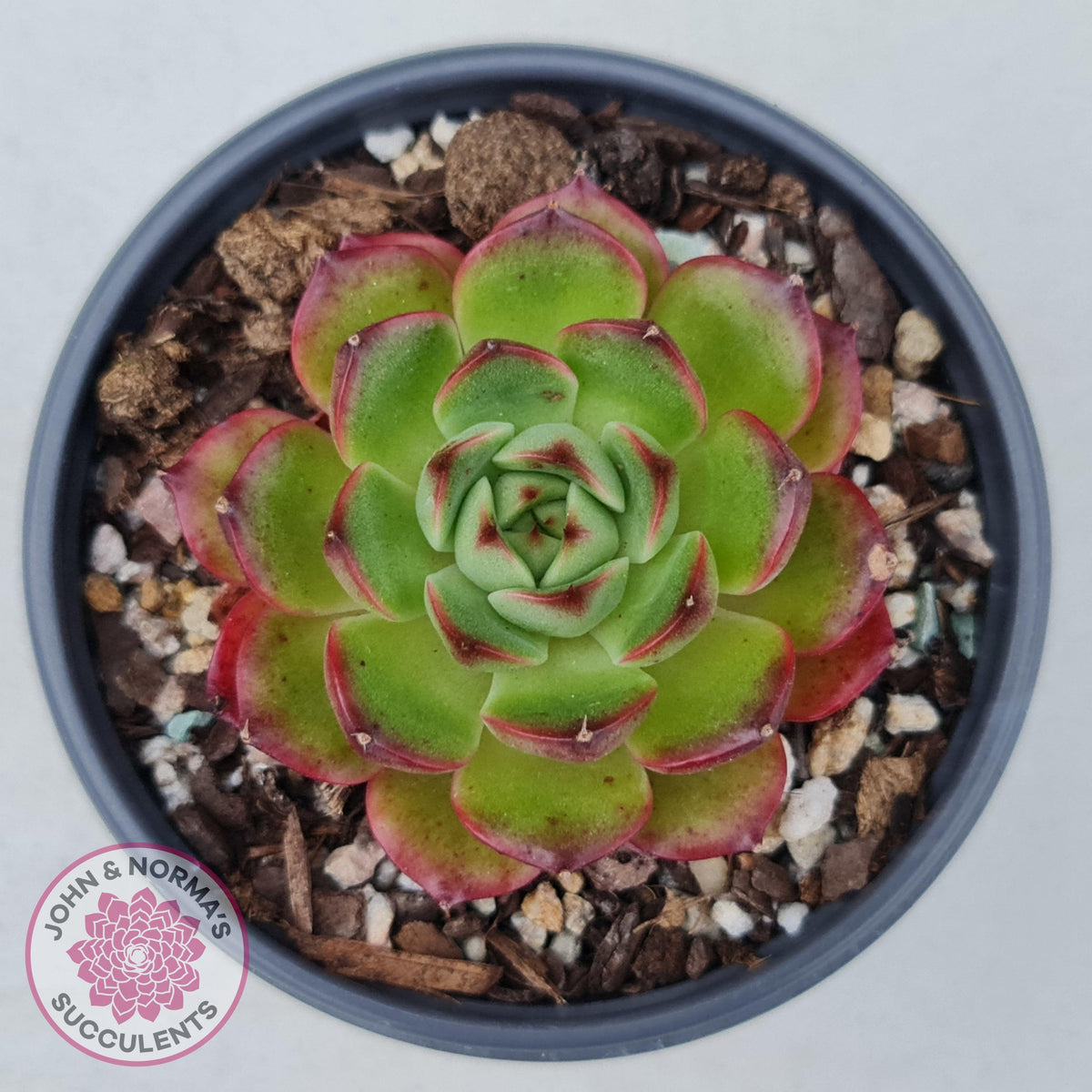 Echeveria Agavoides Sakura