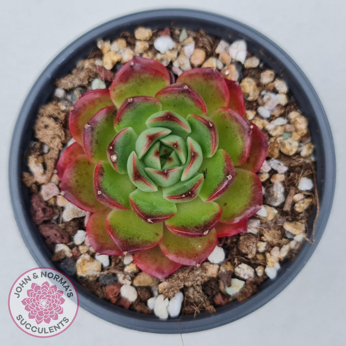 Echeveria Agavoides Sakura