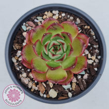 Load image into Gallery viewer, Echeveria Agavoides Sakura - John & Norma's Succulents