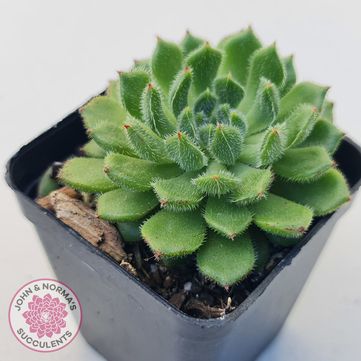 Echeveria setosa 'Glitters' (multi)