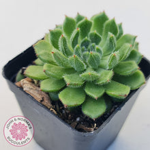 Load image into Gallery viewer, Echeveria setosa 'Glitters' (multi)