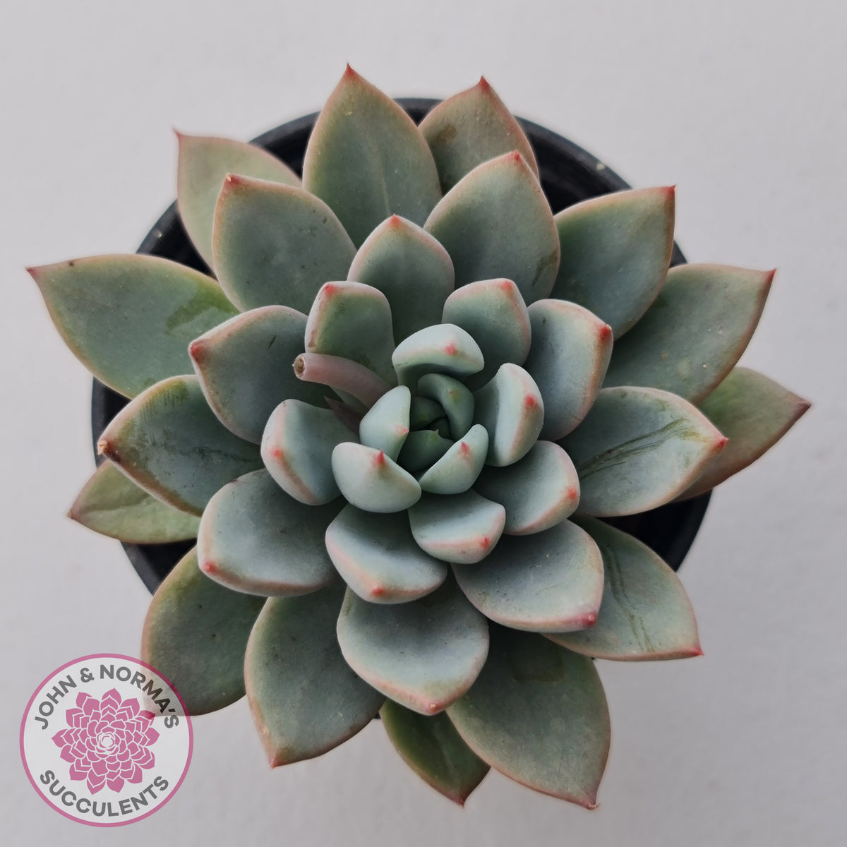 Echeveria Shanghai Lady