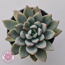 Load image into Gallery viewer, Echeveria Shanghai Lady