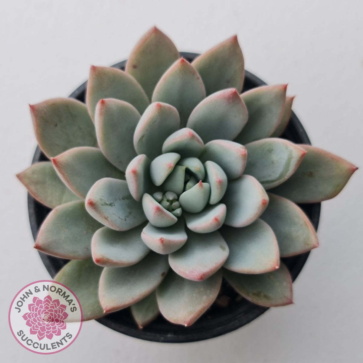 Echeveria Shanghai Lady