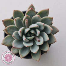 Load image into Gallery viewer, Echeveria Shanghai Lady