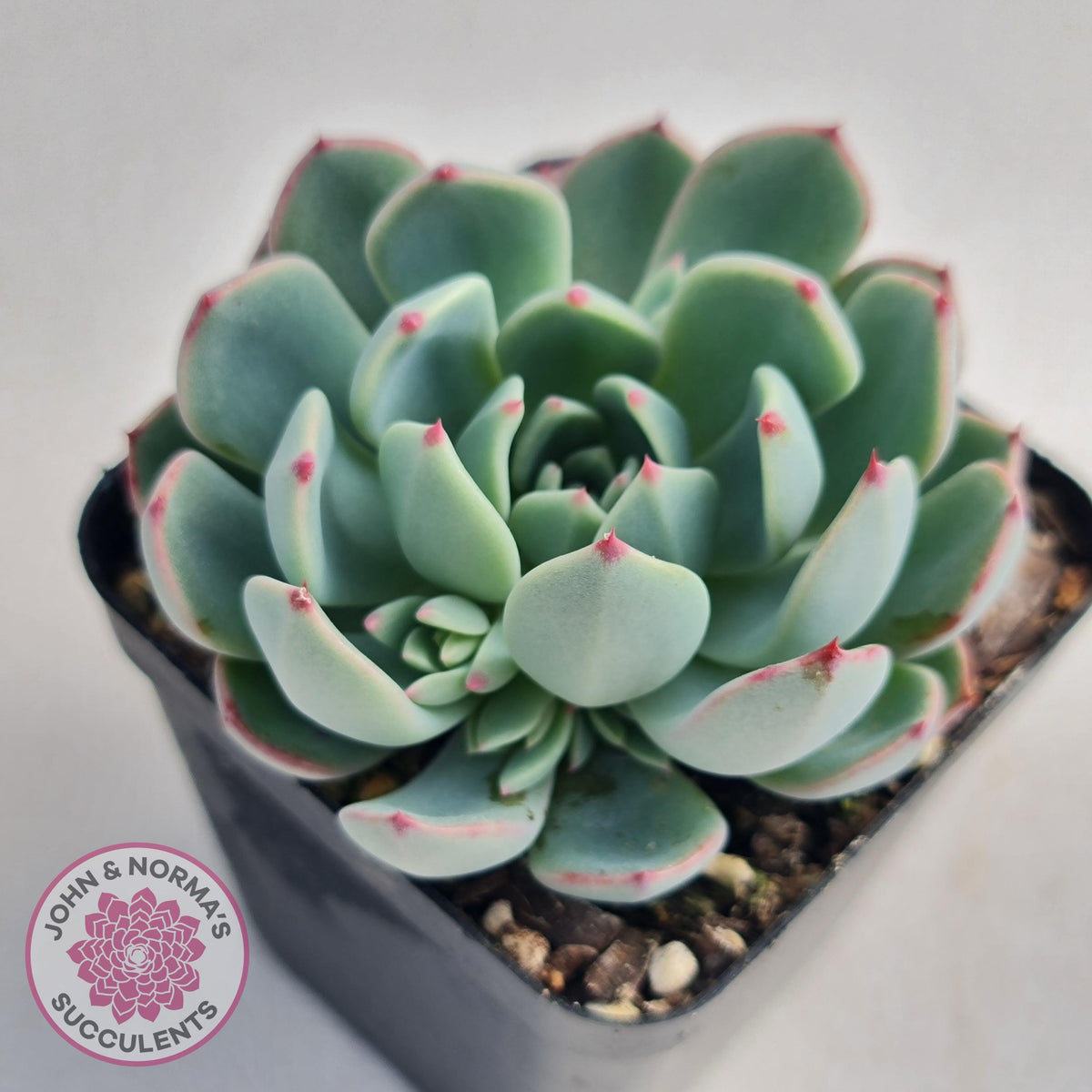Echeveria 'Shichifuku Bini'