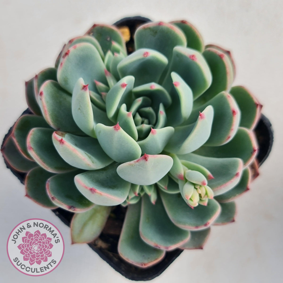 Echeveria 'Shichifuku Bini'
