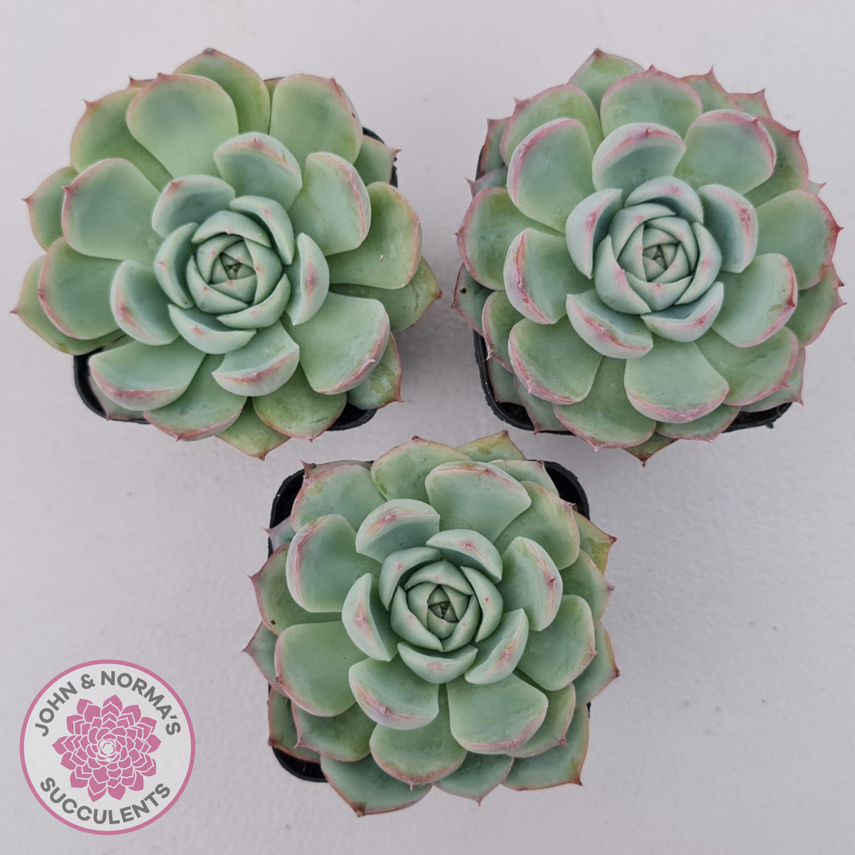 Echeveria Silhouette