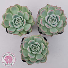 Load image into Gallery viewer, Echeveria Silhouette