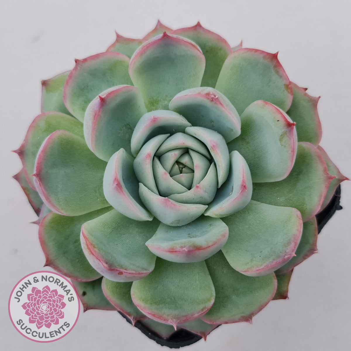 Echeveria Silhouette
