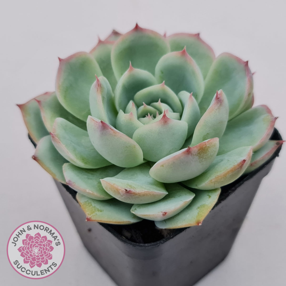 Echeveria Silhouette