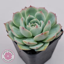 Load image into Gallery viewer, Echeveria Silhouette