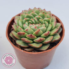 Load image into Gallery viewer, Echeveria Siren Crest - John & Norma's Succulents Australia