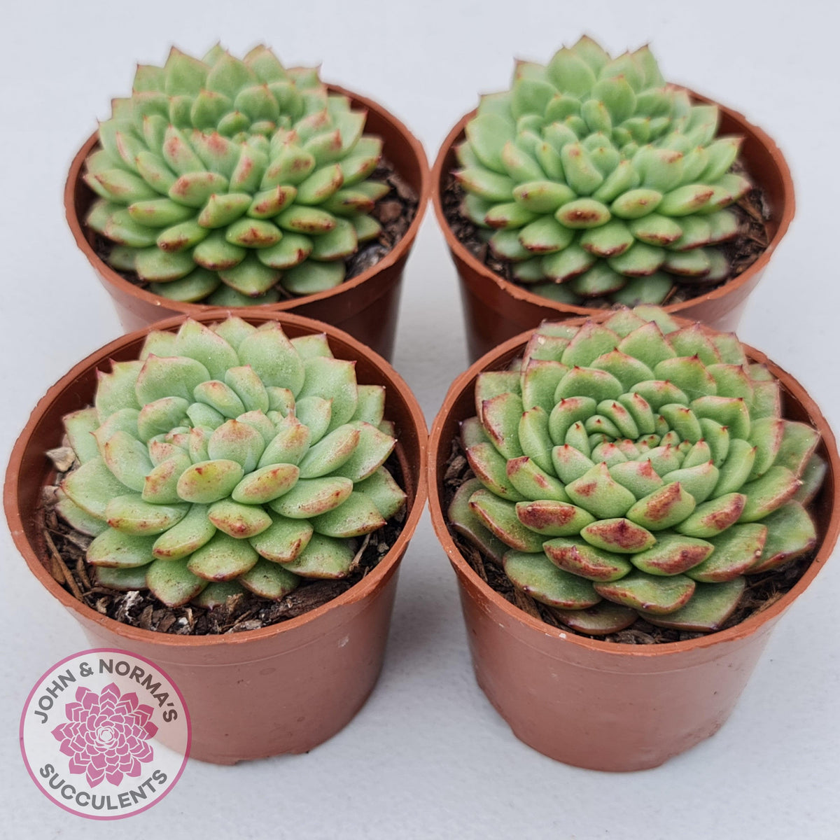 Echeveria Siren Crest
