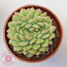 Load image into Gallery viewer, Echeveria Siren Crest - John & Norma's Succulents Australia