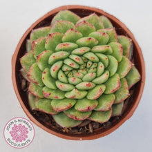 Load image into Gallery viewer, Echeveria Siren Crest - John & Norma's Succulents Australia