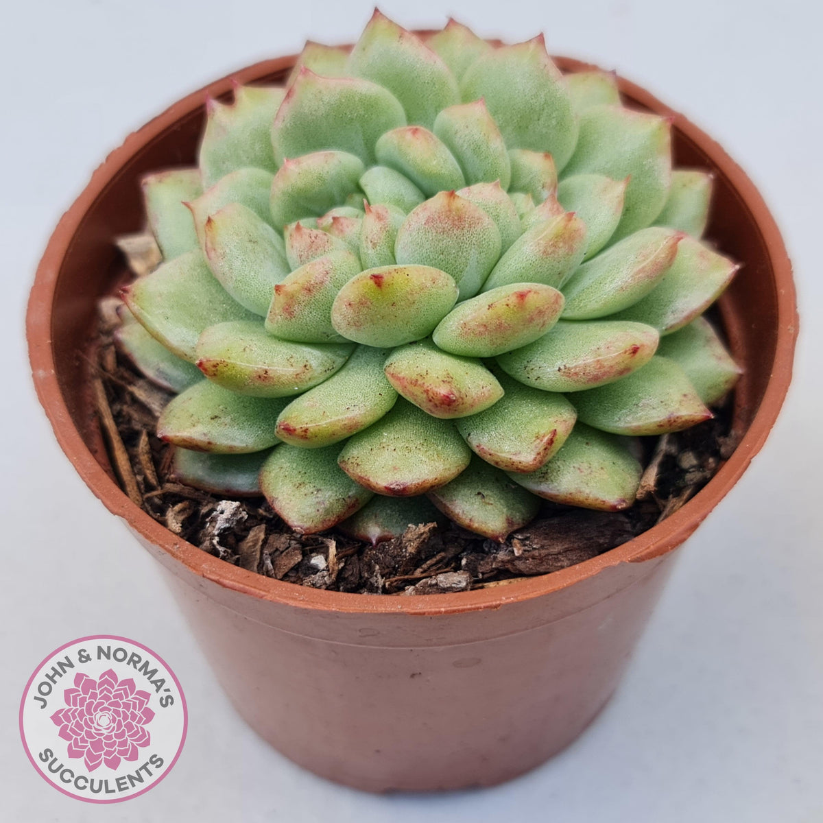 Echeveria Siren Crest