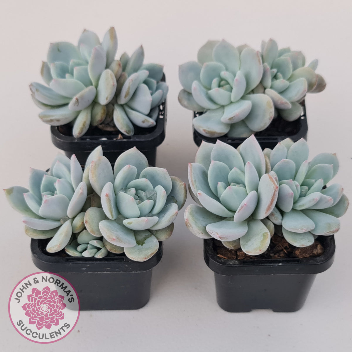Echeveria 'Snow Angel'